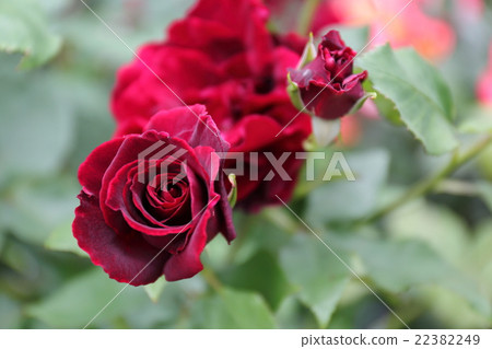 玫瑰黑珍珠 22382249