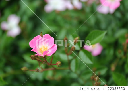 玫瑰櫻桃樹 22382250