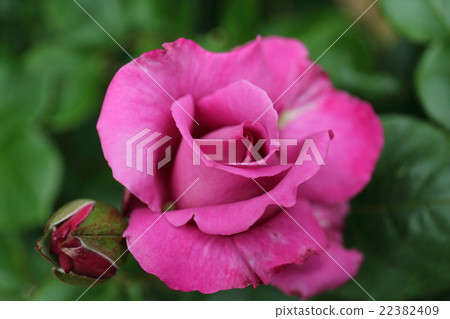 玫瑰皇家紫水晶 22382409