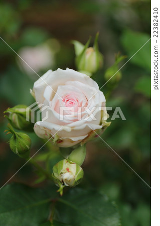 Bara Mrs·Toshiko 22382410