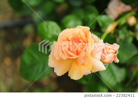 玫瑰花朵上升 22382411
