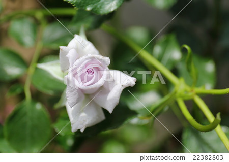 Rose rose sea Rose rose sea 22382803