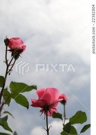 Barra Queen Elizabeth Barra Queen Elizabeth 22382804