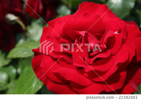 玫瑰約瑟芬·藍 22382881