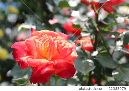 玫瑰Nishikie 玫瑰Nishikie 22382979