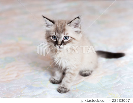 The Neva-Masquerade kitten The Neva-Masquerade kitten 22383007