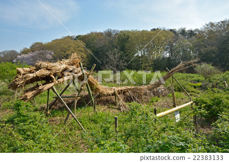 Meanuma Rice field:Yoshi的Ryujin Meanuma Rice field:Yoshi的Ryujin 22383133