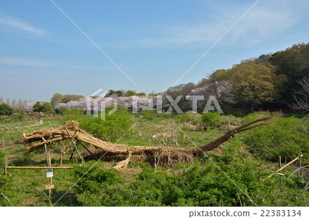 Meanuma Rice field:Yoshi的Ryujin Meanuma Rice field:Yoshi的Ryujin 22383134