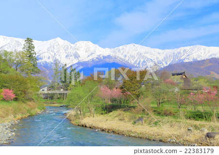信州·長野縣白馬北阿拉斯和櫻花的風景 22383179