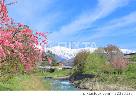 信州·長野縣白馬北阿拉斯和櫻花的風景 22383183