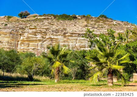Trees at the foot of the Kourion Mount - Cyprus 22383425