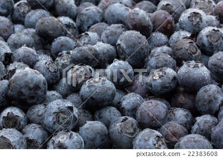 Blueberry with waterdrops (variety: star): Blueberry (cv. Star) 22383608