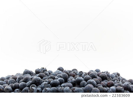 Blueberry with waterdrops (variety: star): Blueberry (cv. Star) 22383609