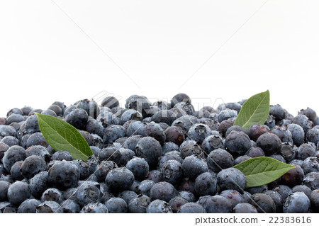 Blueberry with waterdrops (variety: star): Blueberry (cv. Star) 22383616
