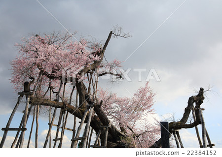 Sakura Ed Higanzakura Isazawa 's Kubo cherry tree 22384152