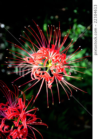 Mandarin saixa Mandarin saixa 22384613