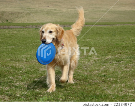 Golden retriever 22384977