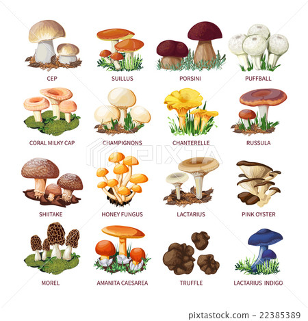 Collection Of Edible Mushrooms And Toadstools Collection Of Edible Mushrooms And Toadstools 22385389