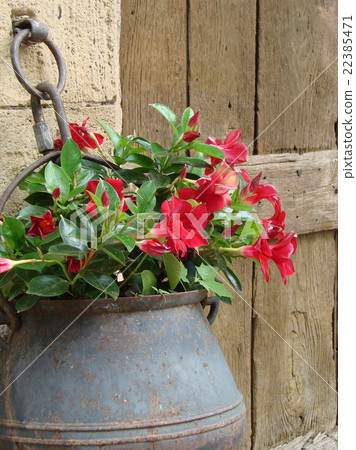 Red flower Red flower 22385471