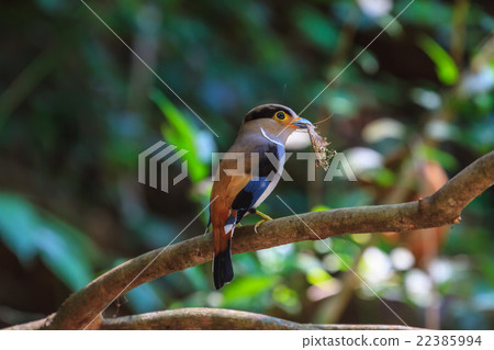 colorful bird Silver-breasted broadbil 22385994