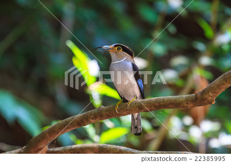 colorful bird Silver-breasted broadbil 22385995
