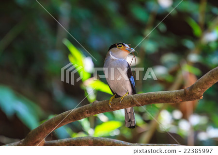 colorful bird Silver-breasted broadbil 22385997