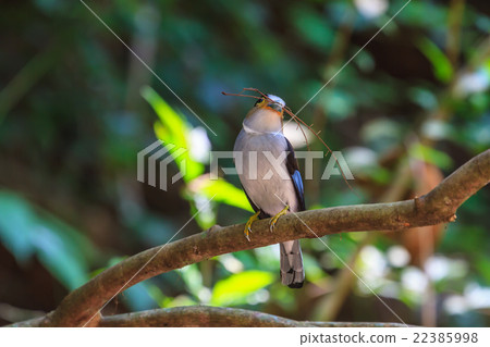 colorful bird Silver-breasted broadbil 22385998