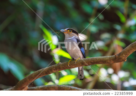 colorful bird Silver-breasted broadbil 22385999