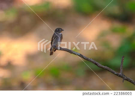 Dark-sided Flycatcher standing on a branch 22386003