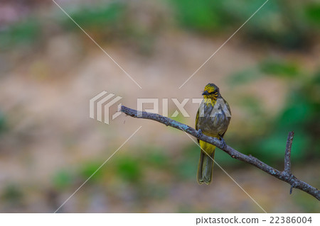 Stripe-throated Bulbul Bird, standing on a branch Stripe-throated Bulbul Bird, standing on a branch 22386004