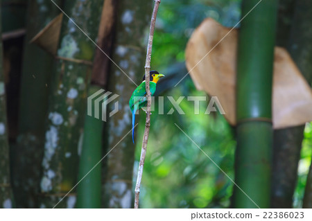 colorful bird long tailed broadbill on tree branch 22386023