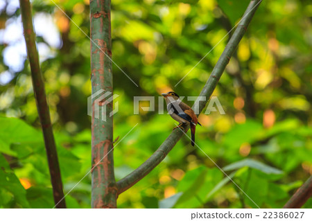 Silver-breasted Broadbill beautiful bird 22386027