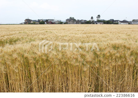 Wheat field Fukui Plain (Sakai City, Fukui Prefecture) Wheat field Fukui Plain (Sakai City, Fukui Prefecture) 22386616
