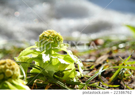 Spring Sunlight 22386762