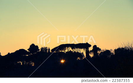 Trees at sunset backlit in Rome Trees at sunset backlit in Rome 22387355