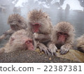 Monkeys entering a hot spring 22387381