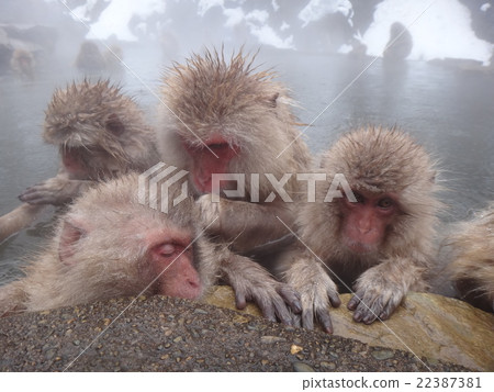 Monkeys entering a hot spring 22387381