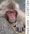 A monkey entering a hot spring 22387384