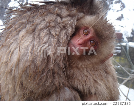 A baby monkey held by a mother A baby monkey held by a mother 22387385