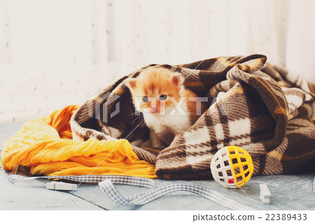 Red orange newborn kitten in a plaid blanket 22389433