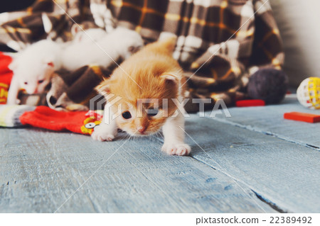 Red orange newborn kitten in a plaid blanket Red orange newborn kitten in a plaid blanket 22389492