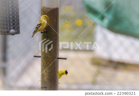 Yellow birds - American Goldfinch (Spinus tristis) 22390321