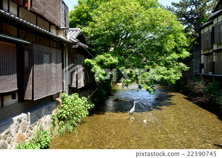京都祗園白川鄉夏天風景 京都祗園白川鄉夏天風景 22390745