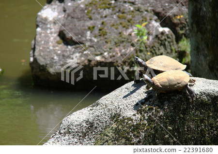 Turtle on the stone 22391680