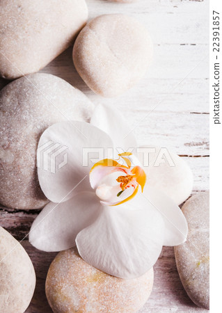 Orchid spa concept Orchid spa concept 22391857