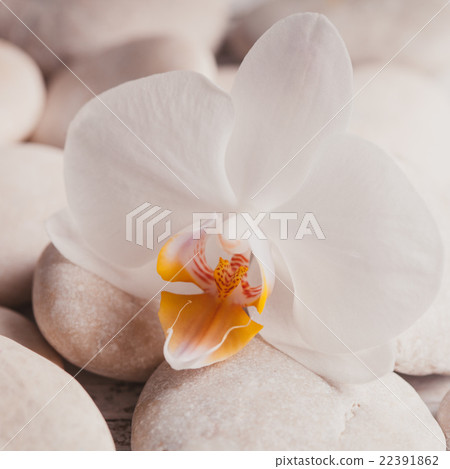 Orchid spa concept 22391862