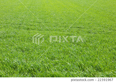 片面的草原 22391967