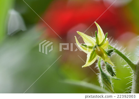 迷你番茄花 迷你番茄花 22392003