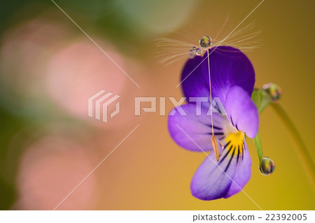 Blooming violets and dandelions Fluffy water droplets Photo 22392005