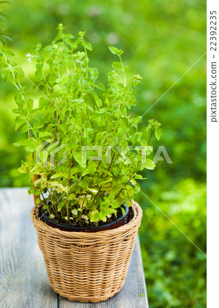 The Oregano bush The Oregano bush 22392235